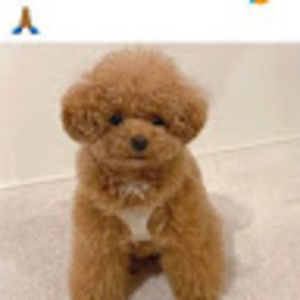 Meet your Posher, Vincent